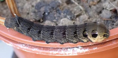Deilephila elpenor